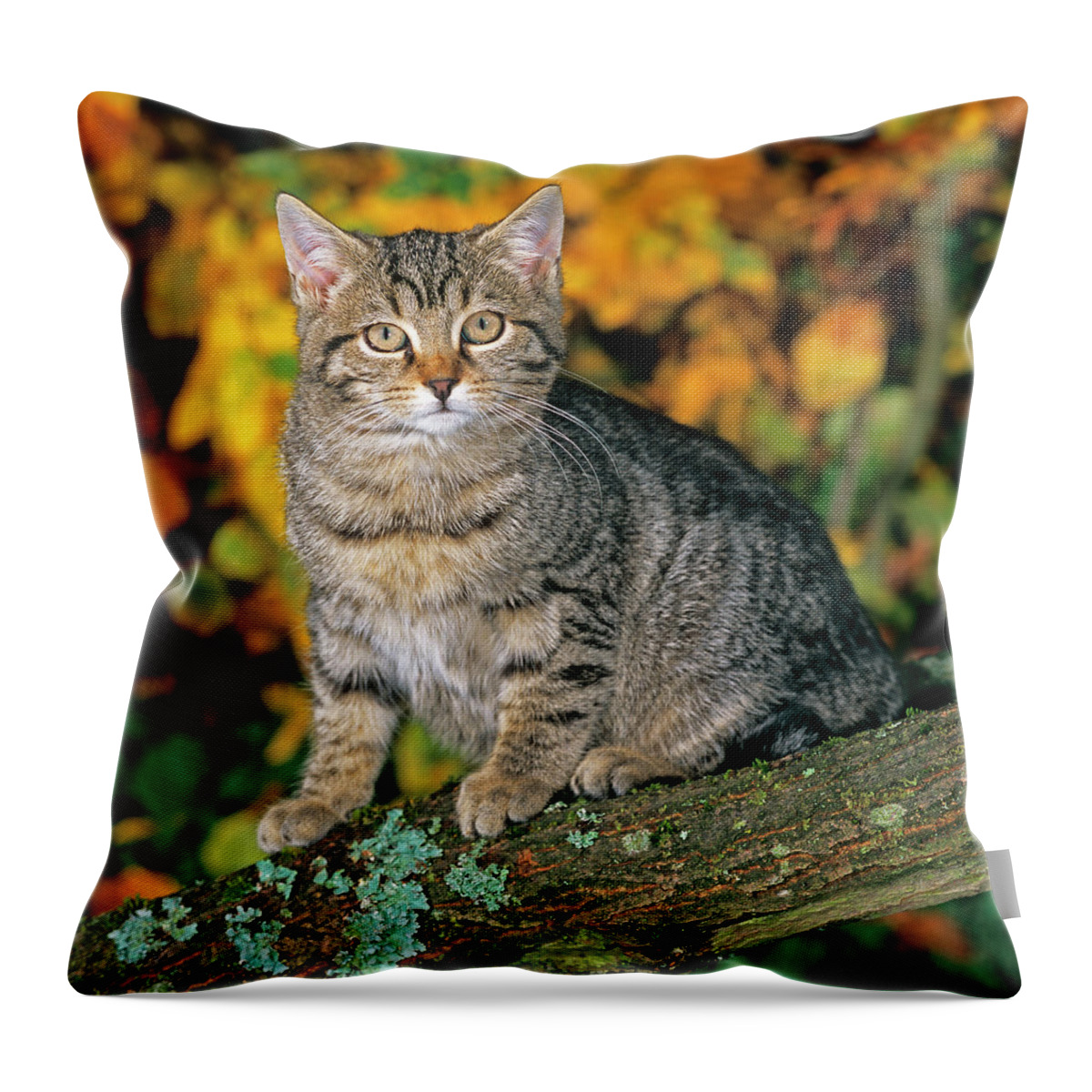 Estock Throw Pillow featuring the digital art Tomcat In Autumn by Robert Maier