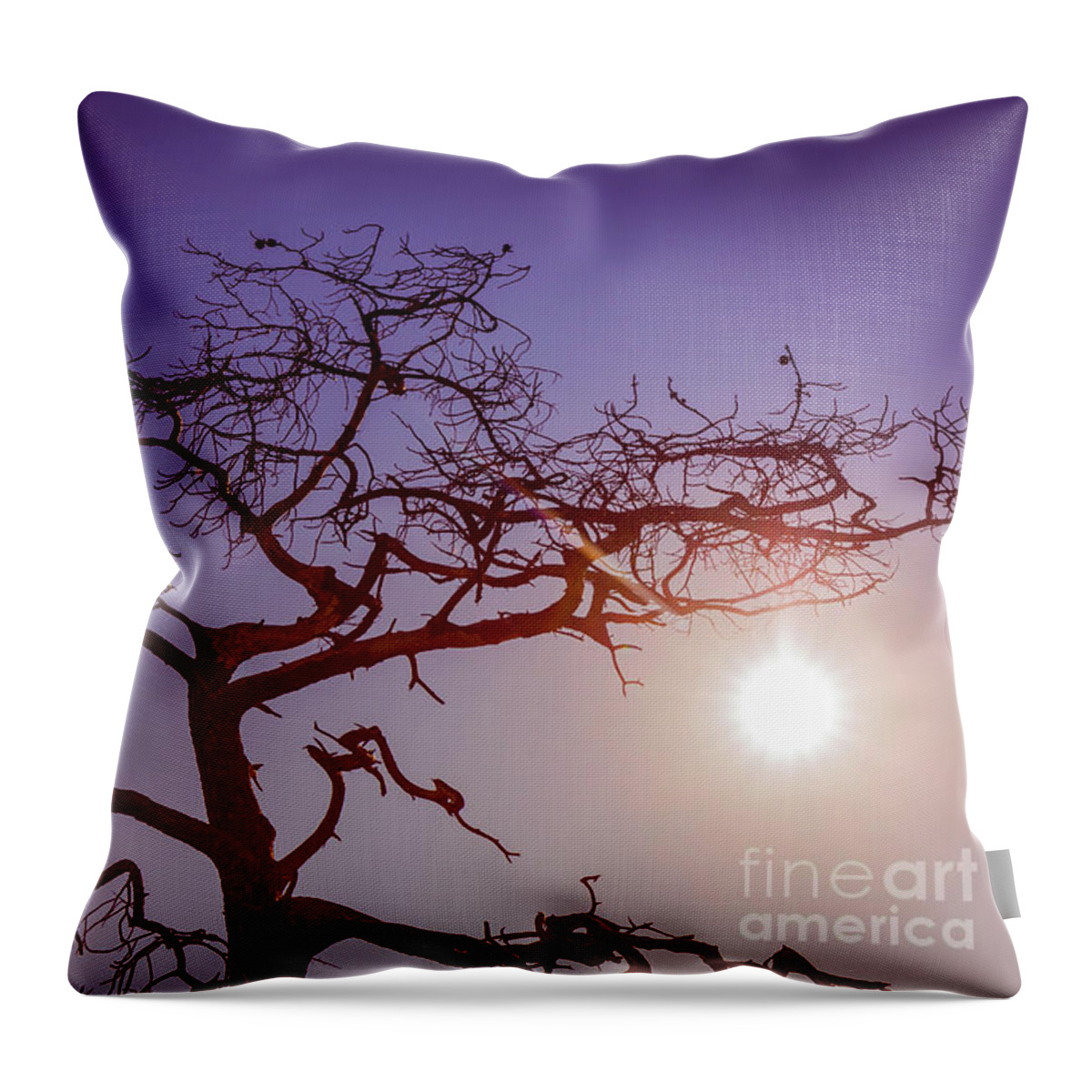 Torrey Throw Pillow featuring the photograph Torrey Pine Tree Sun Flare by Edward Fielding