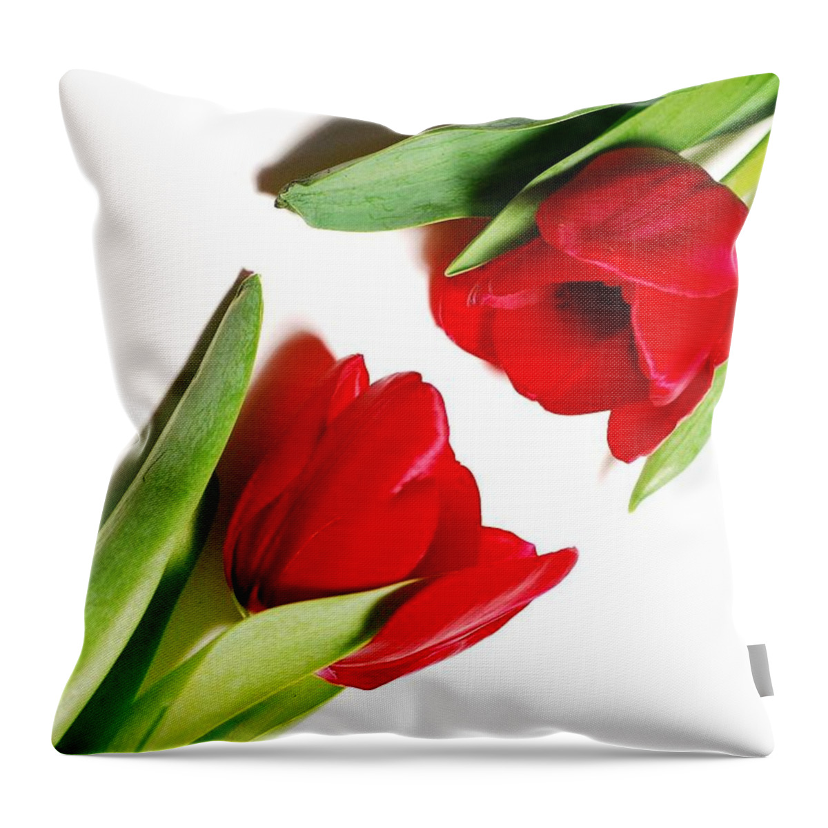 White Background Throw Pillow featuring the photograph Touch Of Red by Diana Lee Angstadt