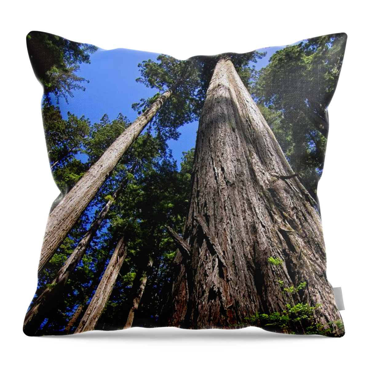 Redwood Throw Pillow featuring the photograph Towering Redwoods by Paul Rebmann