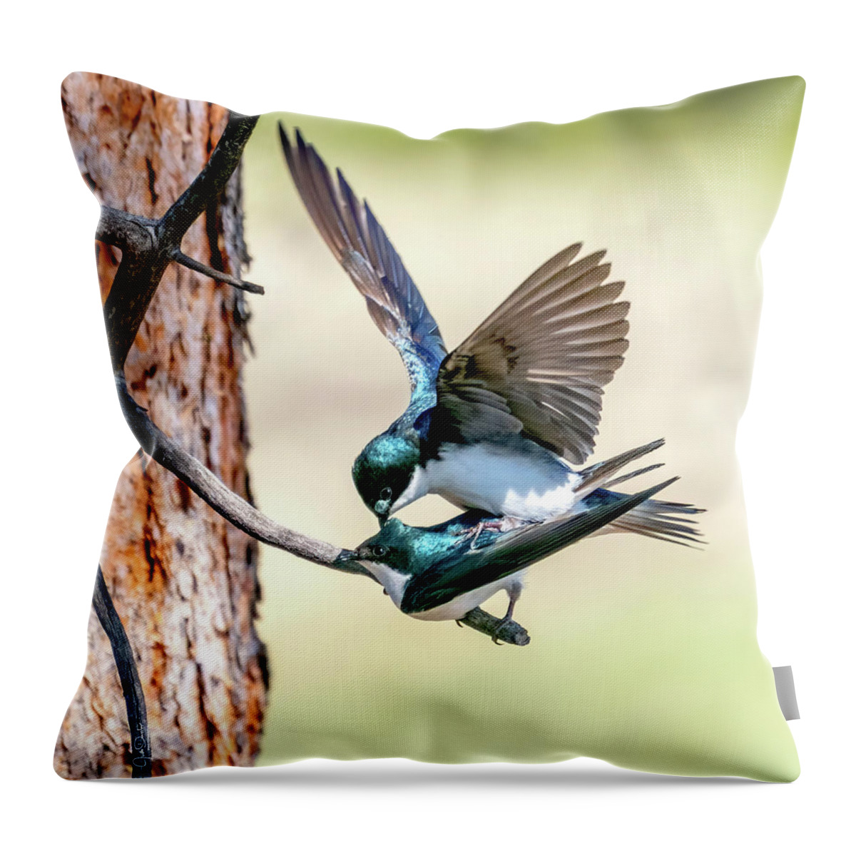 Tree Swallows Throw Pillow featuring the photograph Tree Swallow Love by Judi Dressler