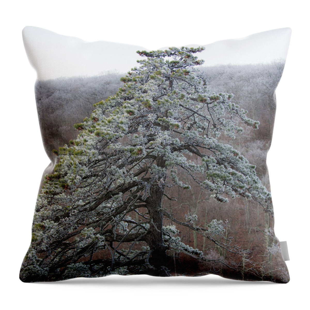 Blue Ridge Throw Pillow featuring the photograph Tree with Hoarfrost by Mark Duehmig