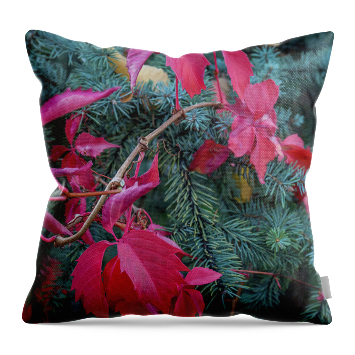 Fall Colors Throw Pillow featuring the photograph Tri-Colored by Aaron Burrows
