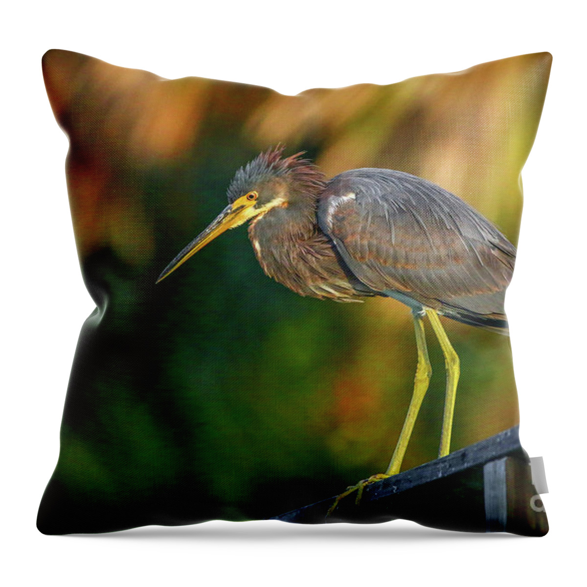 Tricolor Throw Pillow featuring the photograph Tricolor Pose by Tom Claud