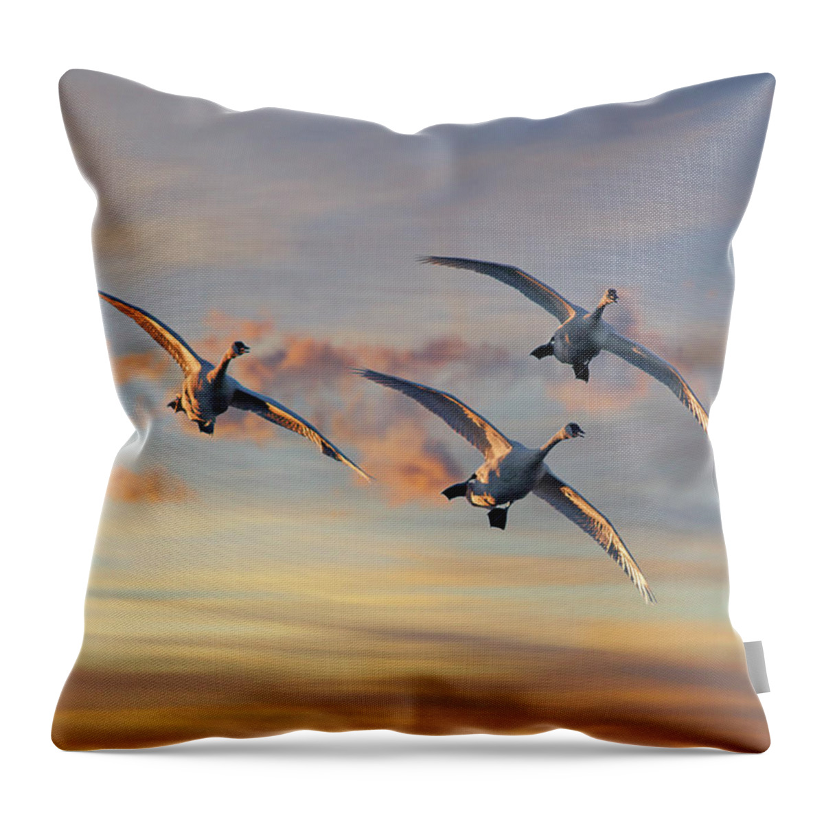 00557674 Throw Pillow featuring the photograph Trumpeter Swan Trio Flying, Magness Lake, Arkansas by Tim Fitzharris