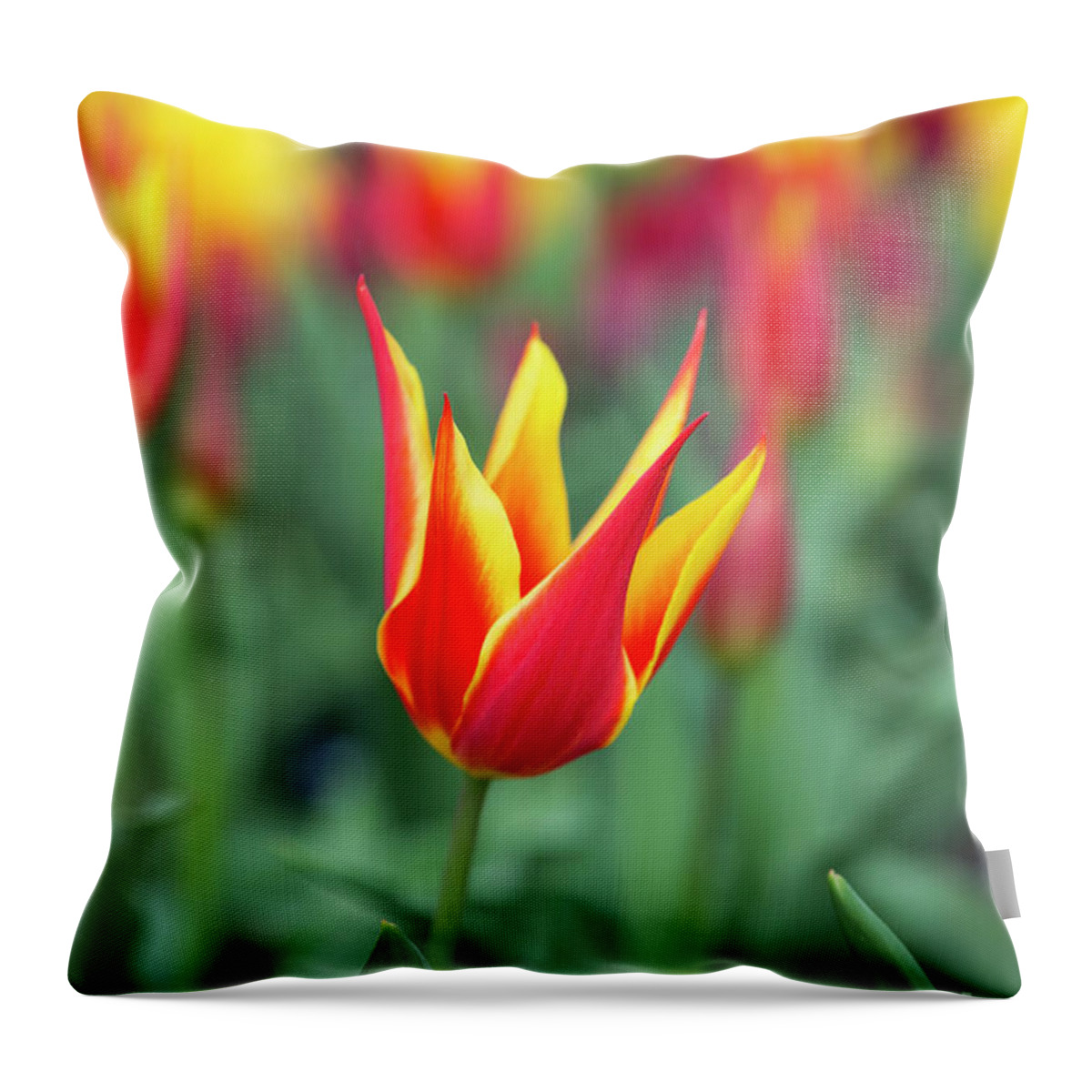 Tulip Fly Away Throw Pillow featuring the photograph Tulip Fly Away by Tim Gainey