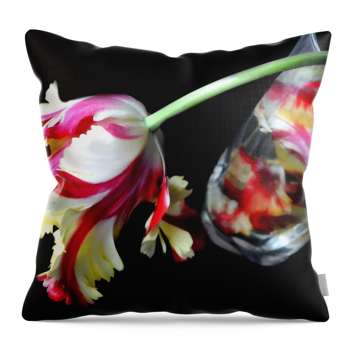 Black Background Throw Pillow featuring the photograph Tulip In Glass by Diana Lee Angstadt