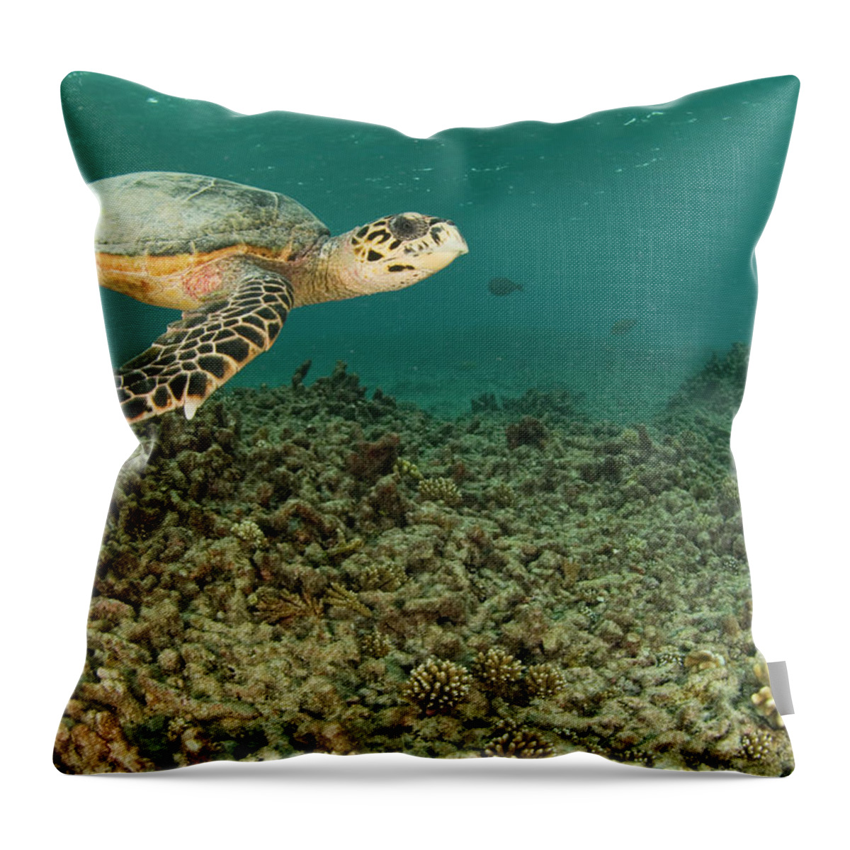 Underwater Throw Pillow featuring the photograph Turtle Swims Over Degraded Reef by Rainervonbrandis