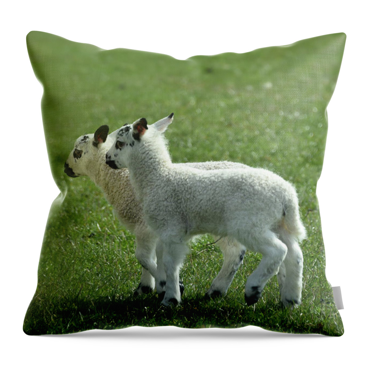 Twin Throw Pillow featuring the photograph Twin Lambs by Bill Cannon