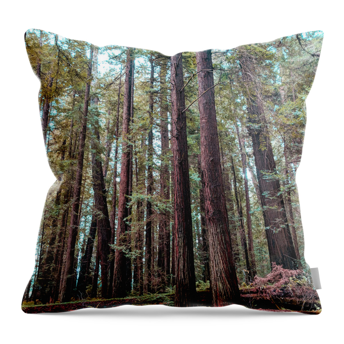 Redwoods Throw Pillow featuring the photograph Twin Redwoods by Jera Sky