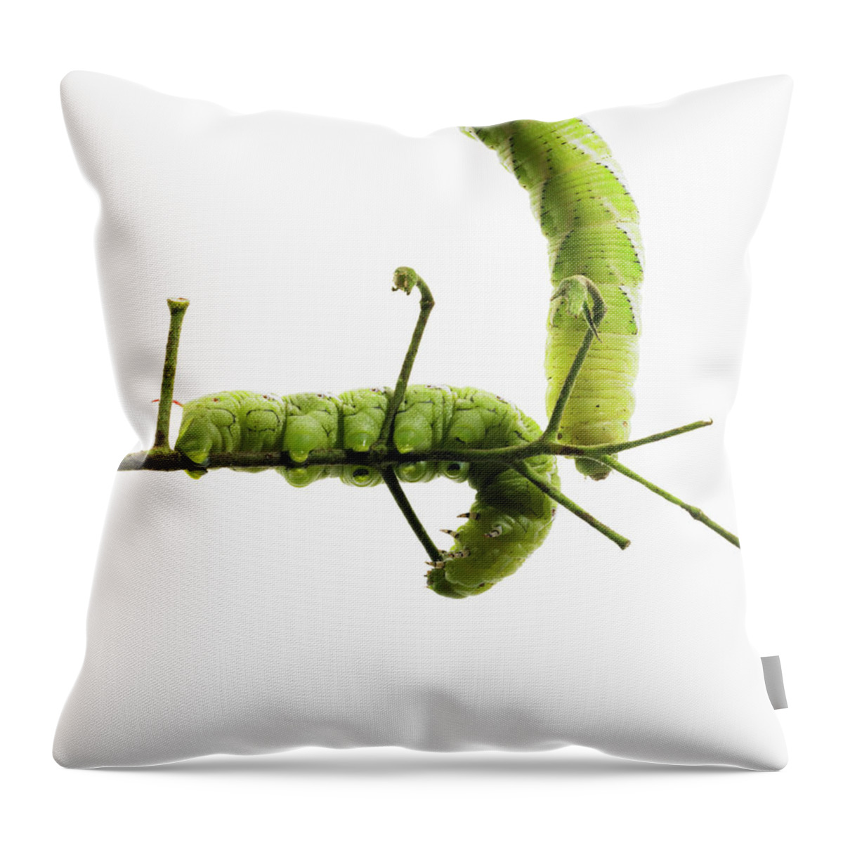 White Background Throw Pillow featuring the photograph Two Caterpillars Shot On A Tomato Vine by Maren Caruso