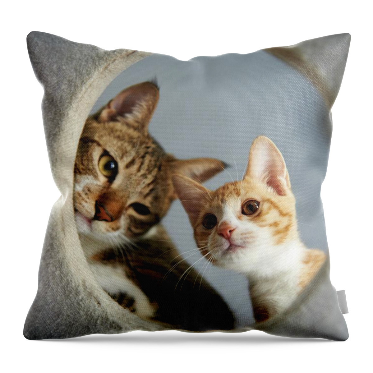 Pets Throw Pillow featuring the photograph Two Cats by Akimasa Harada