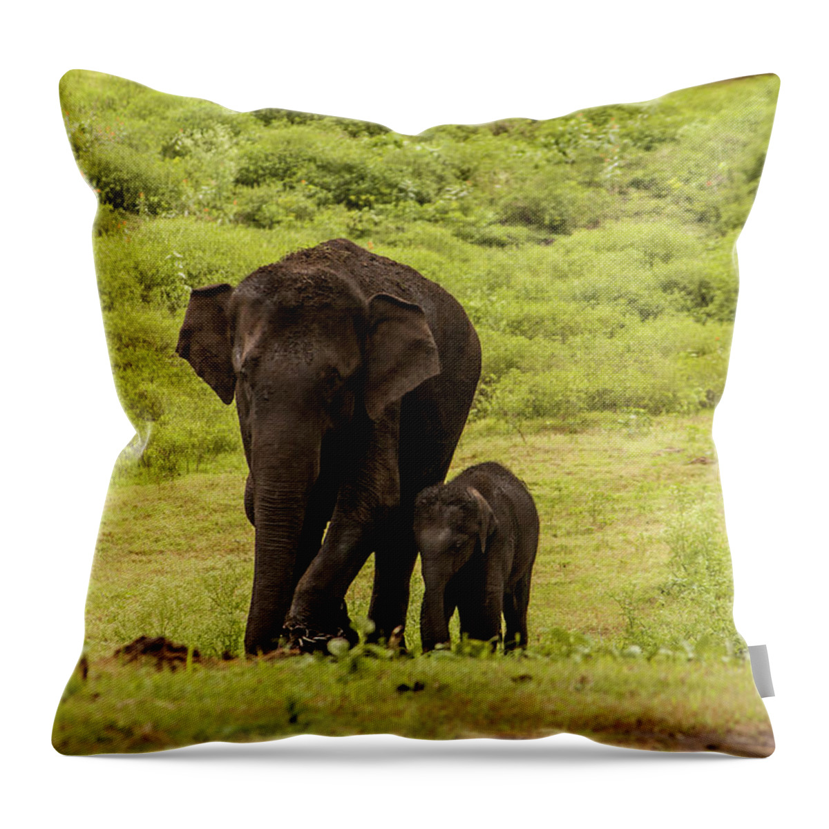 Nagarhole Throw Pillow featuring the photograph Two Elephants Mother And Baby In Green by Abhinav Mathur