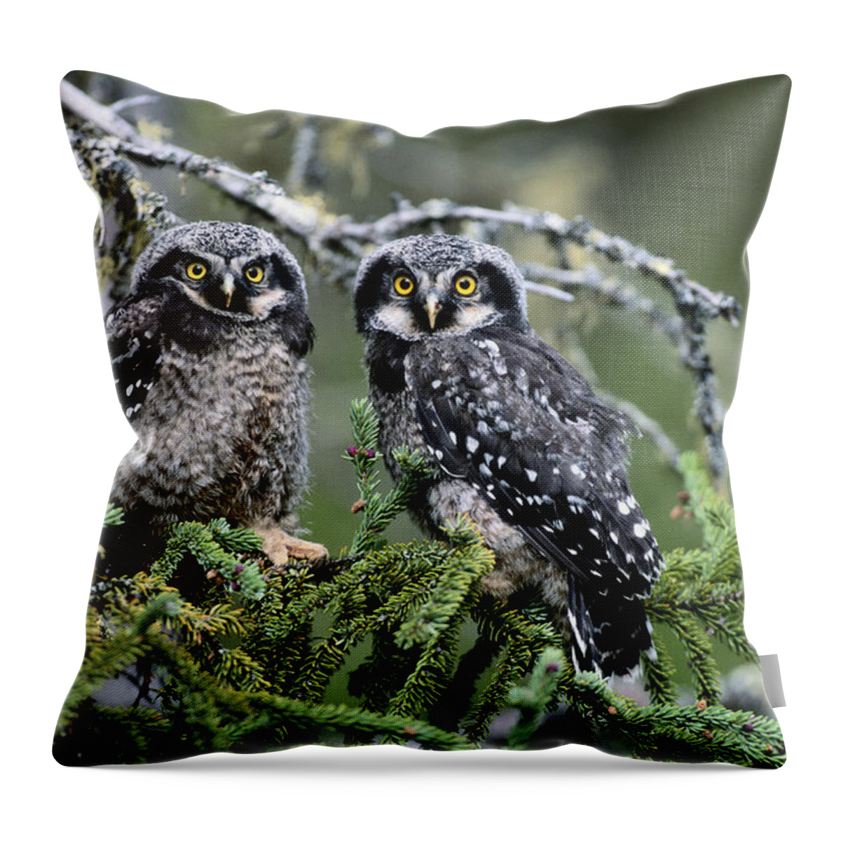 Animal Themes Throw Pillow featuring the photograph Two Hawk Owls Surnia Ulula On Tree by Art Wolfe