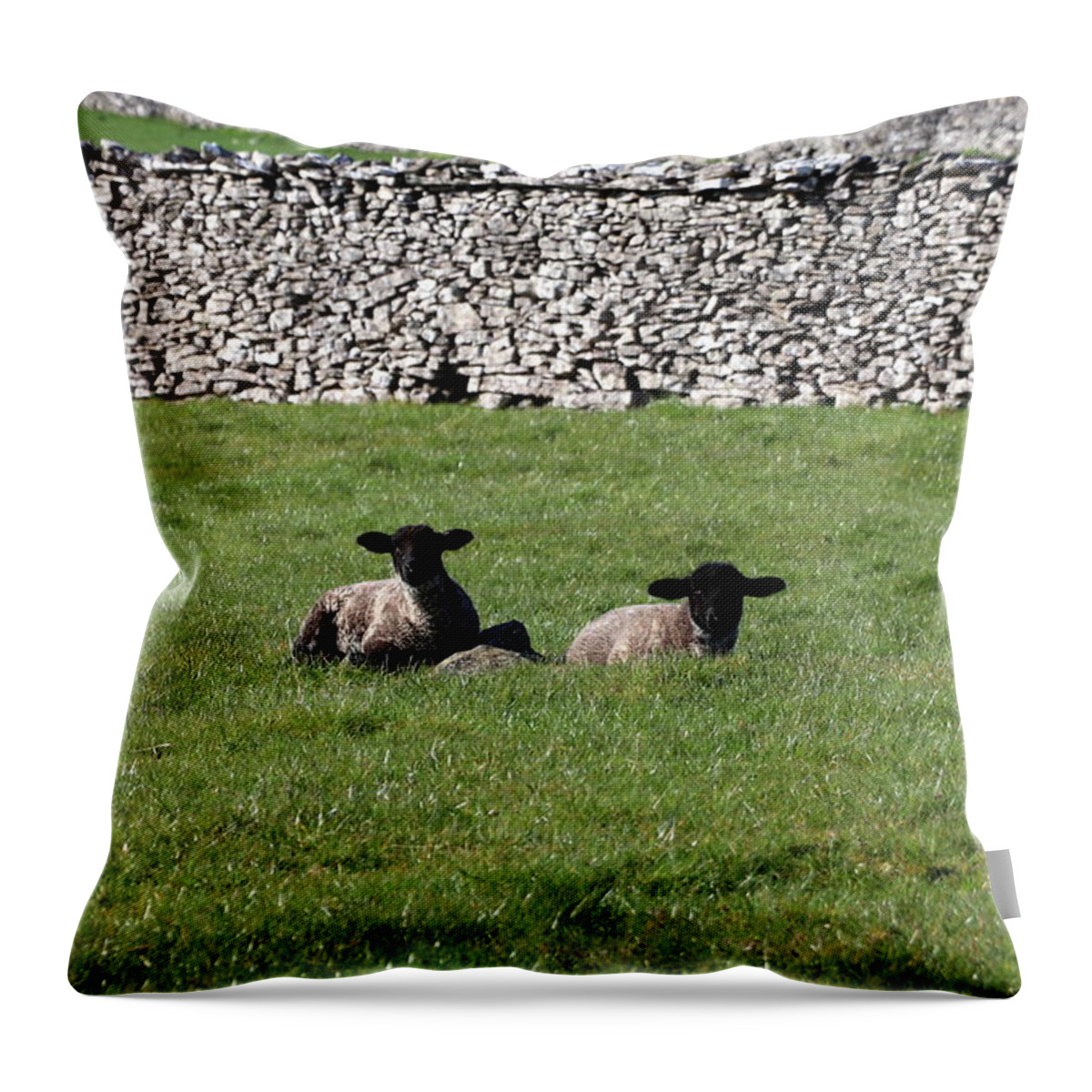 Lamb Throw Pillow featuring the photograph Two little lambs by Lukasz Ryszka