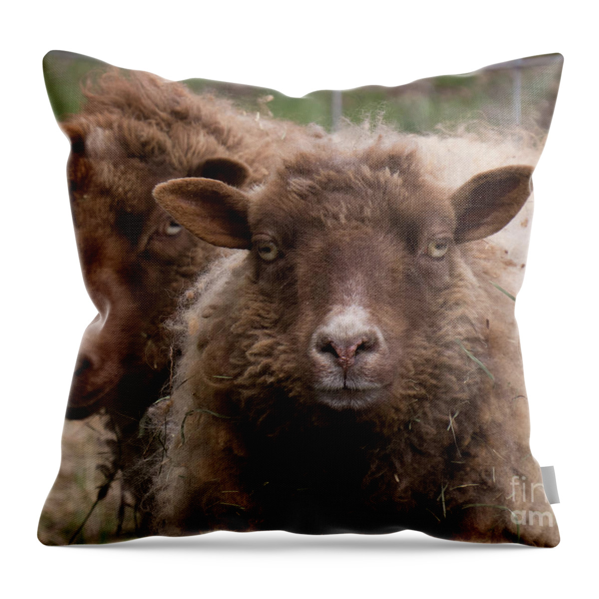Sheep Throw Pillow featuring the photograph Two Sheep Getting Their Photo Taken by Christy Garavetto