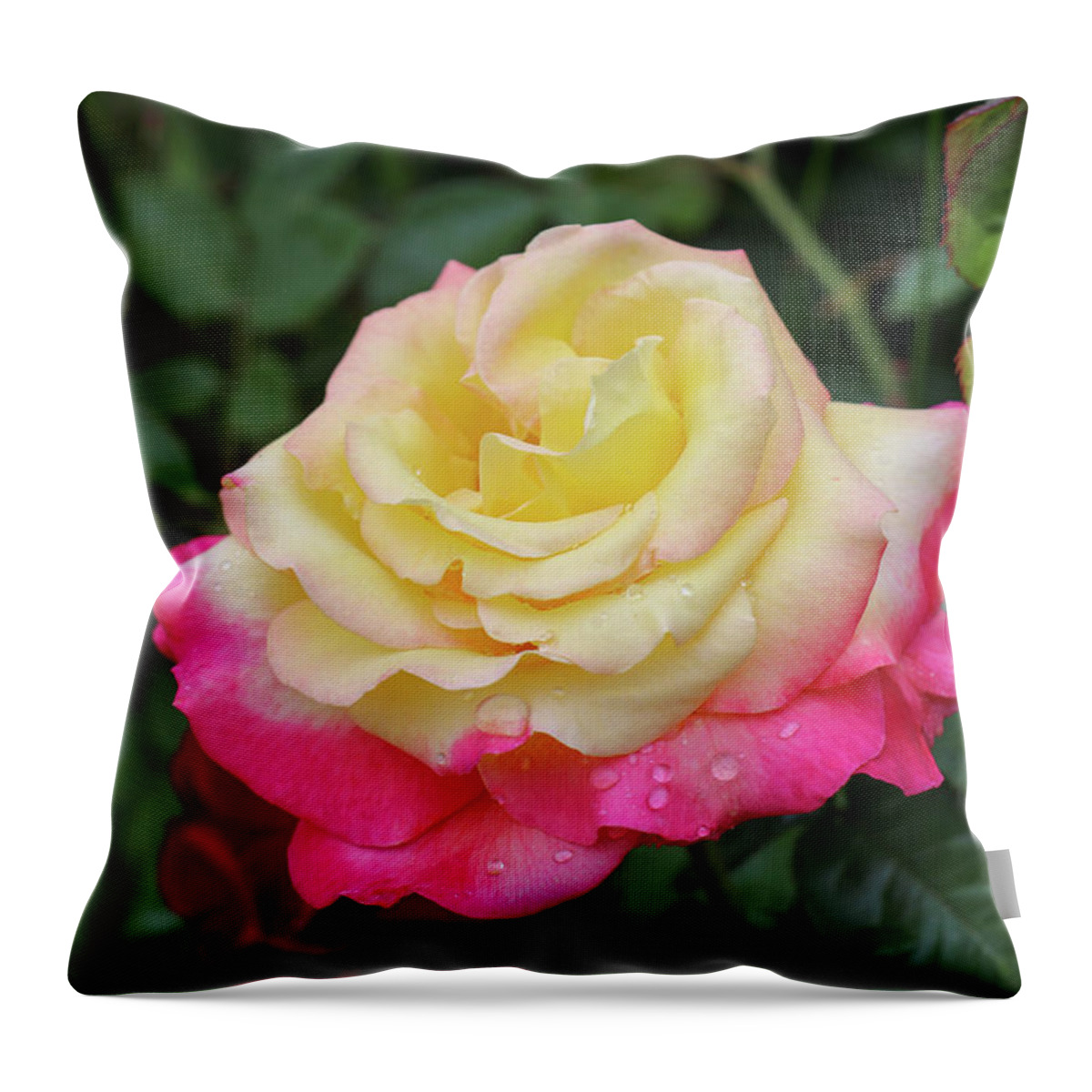 Rose Throw Pillow featuring the photograph Two Tone Beauty by Mary Anne Delgado