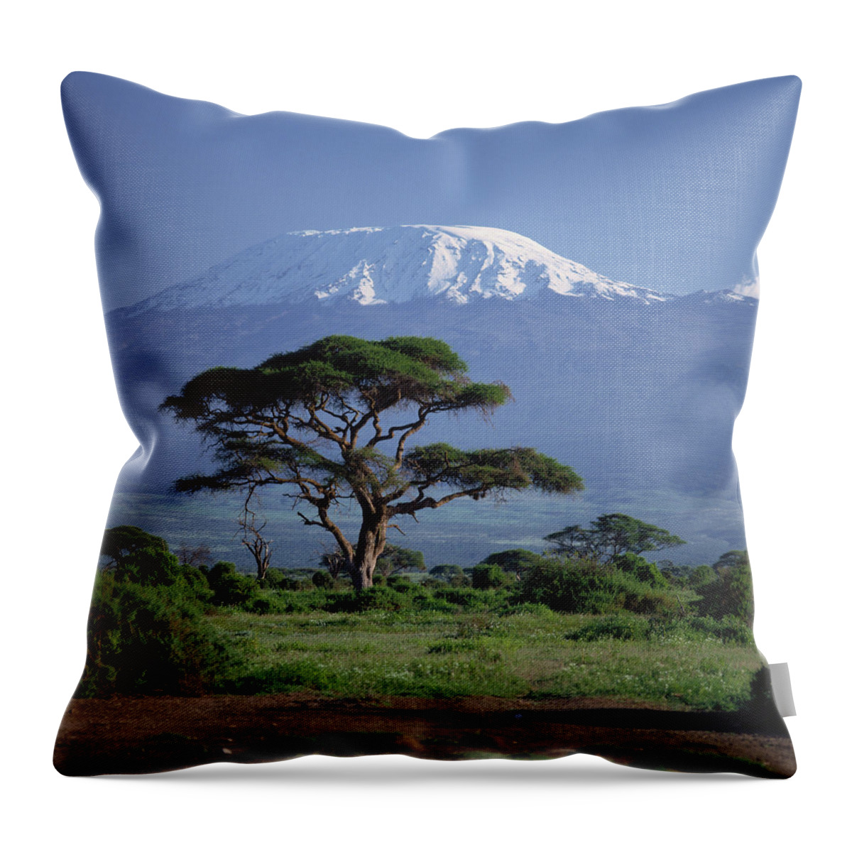 Estock Throw Pillow featuring the digital art Umbrella Thorn Acacia Tree by Fridmar Damm