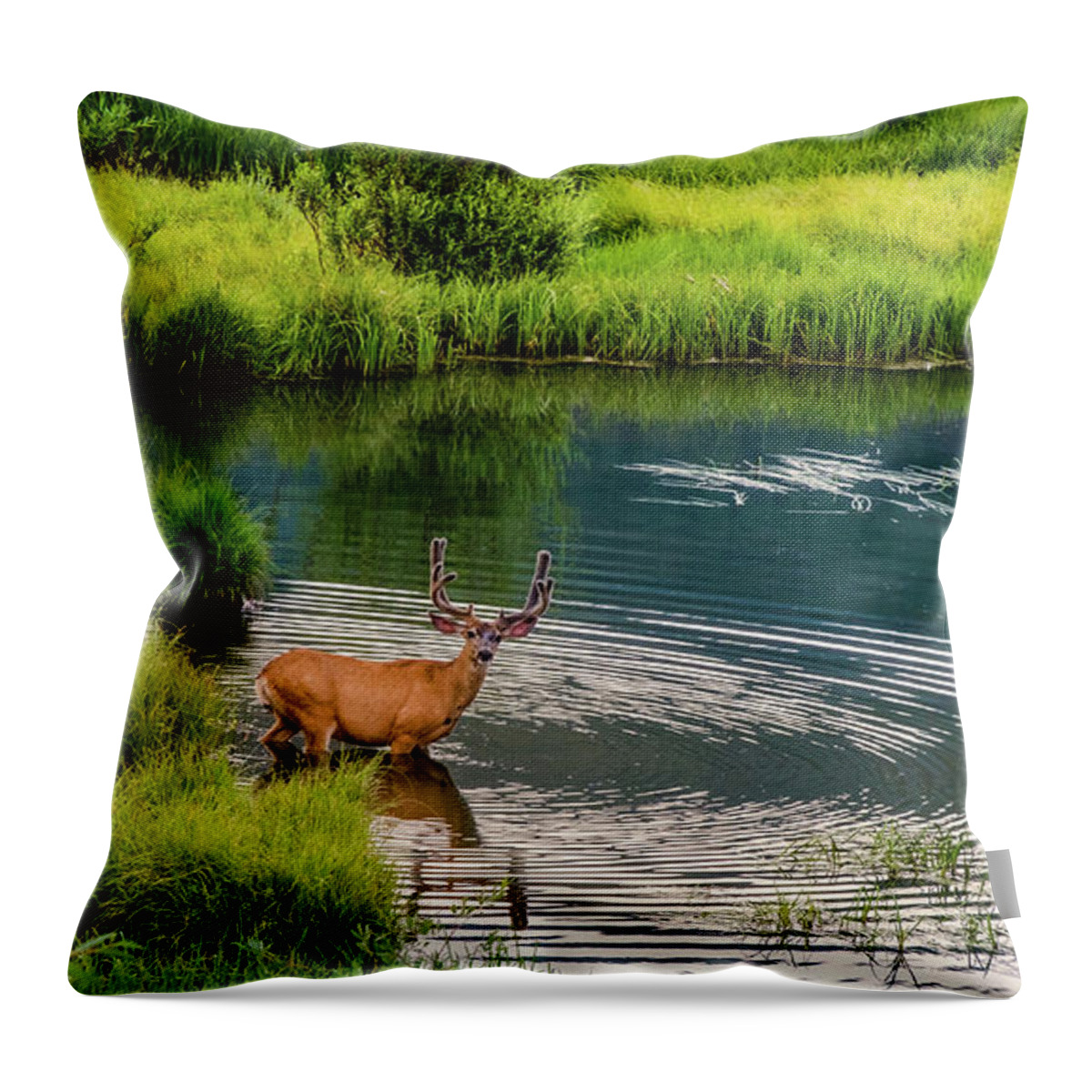 Aspens Throw Pillow featuring the photograph Velvet Waters by Johnny Boyd