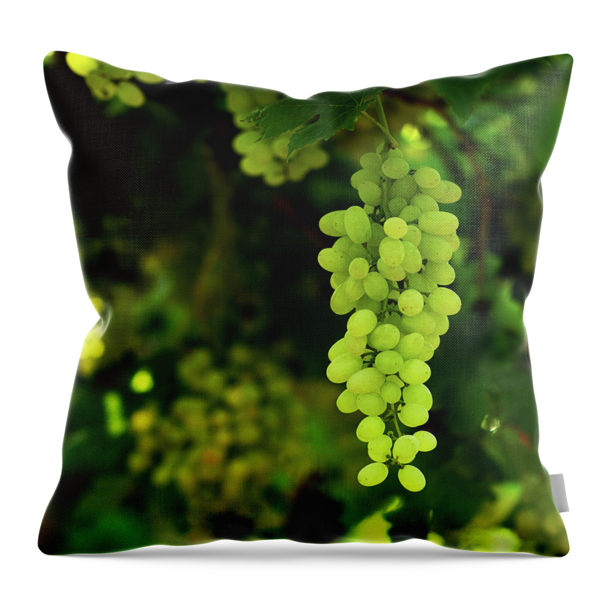 Andhra Pradesh Throw Pillow featuring the photograph Vineyard Green Grapes by Ashasathees Photography