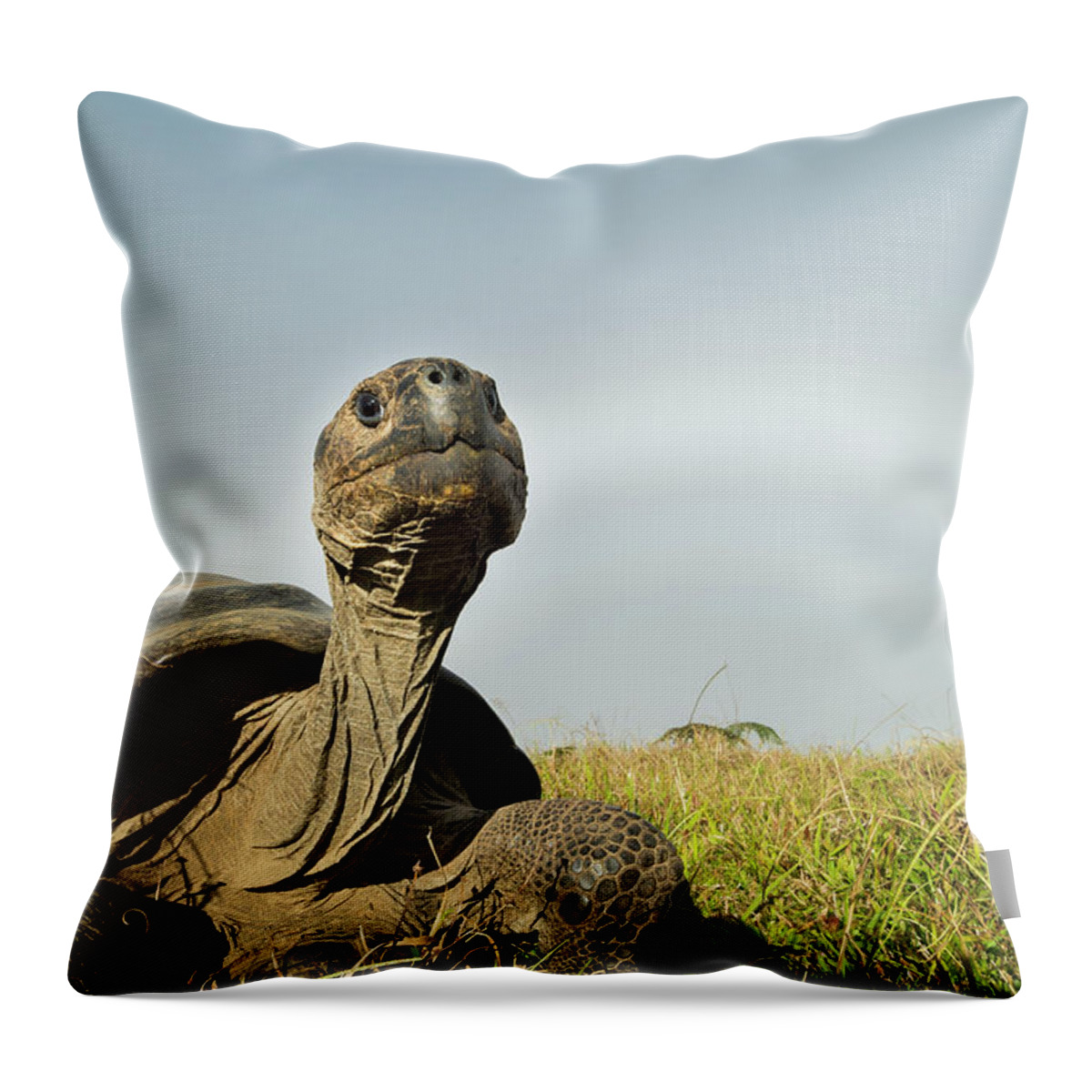 Animals Throw Pillow featuring the photograph Volcan Alcedo Tortoise And Fogbow by Tui De Roy