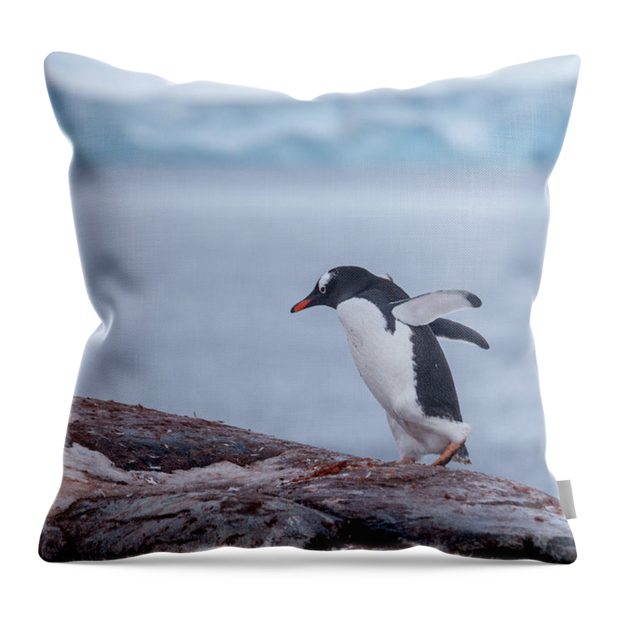 Antarctica Throw Pillow featuring the photograph Walk Away by Lauri Novak