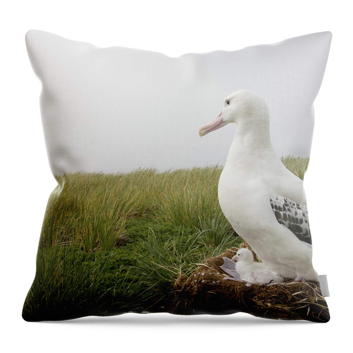 Tussock Throw Pillow featuring the photograph Wandering Albatross Diomedea Exulans On by Paul Souders