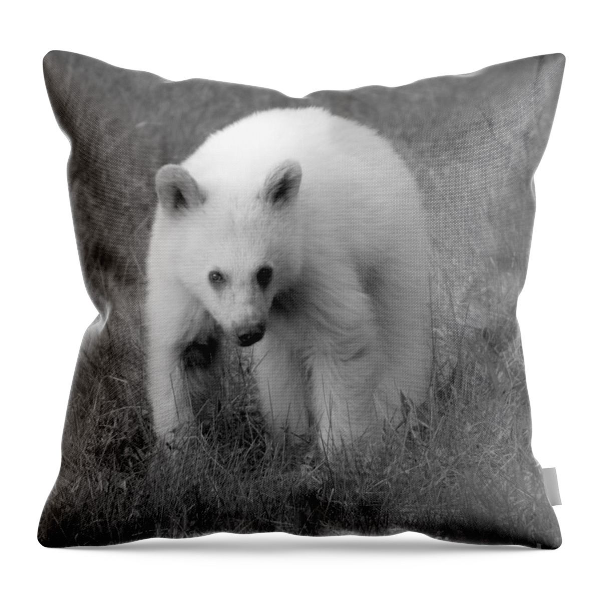 White Bear Throw Pillow featuring the photograph Wandering White Black Bear Cub Closeup Black And White by Adam Jewell