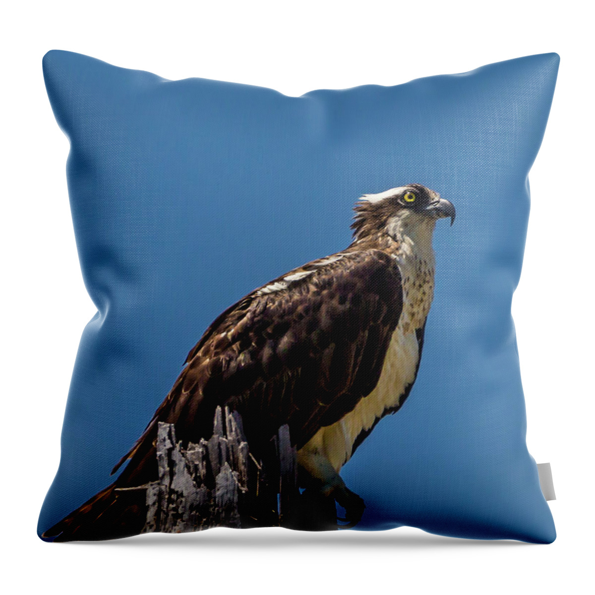 Caretta Throw Pillow featuring the photograph Watchful Eye by Ray Silva