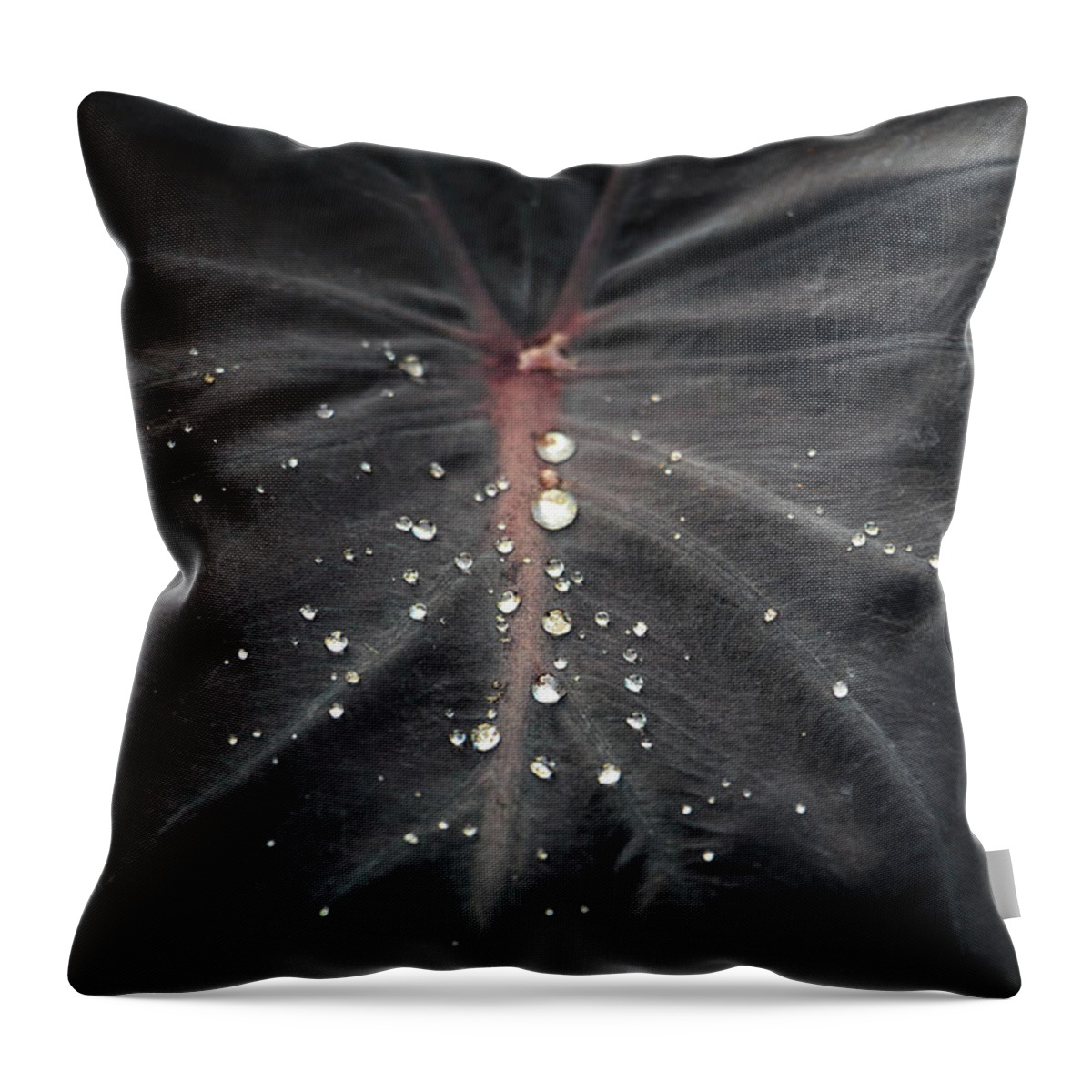 Water Throw Pillow featuring the photograph Water Drops on Black Leaf by Rick Deacon