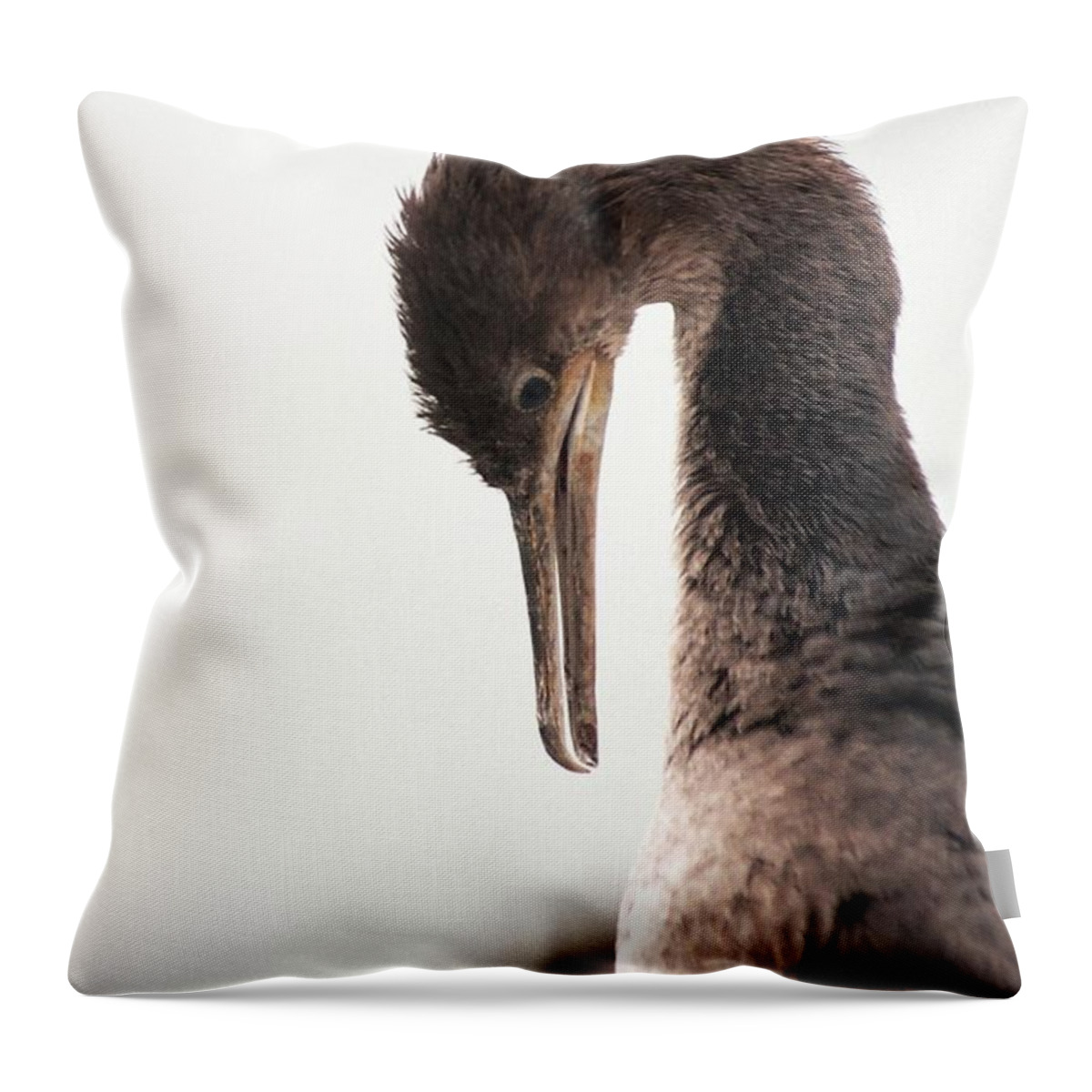 Fine Art America Throw Pillow featuring the photograph Well Groomed by Andrew Hewett