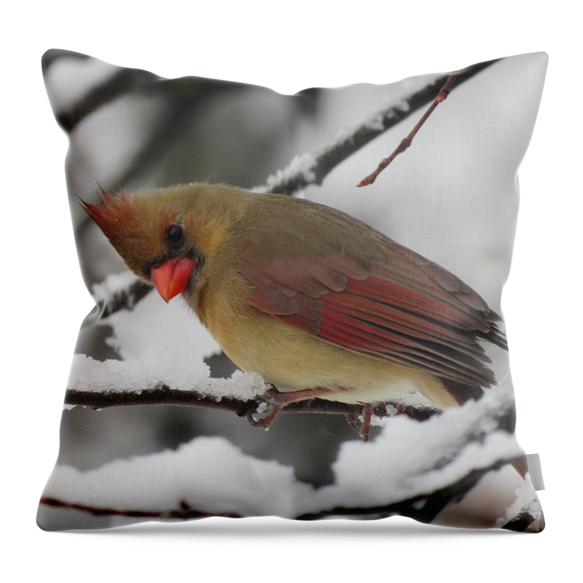 Cardinal Throw Pillow featuring the photograph Well Hello There by Linda Stern