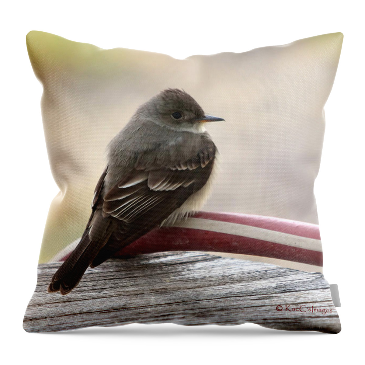Bird Throw Pillow featuring the photograph Western Wood Pewee by Kae Cheatham