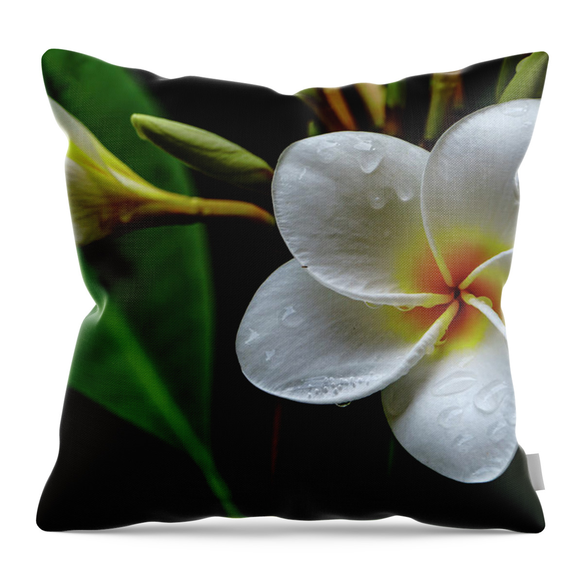 Hawaii Throw Pillow featuring the photograph Wet Plumeria Flower by John Bauer