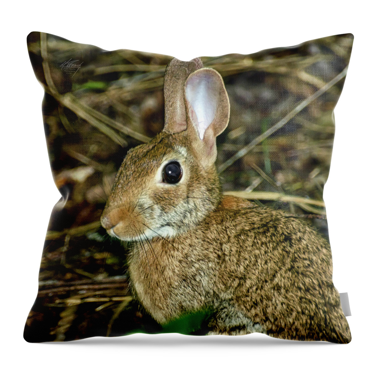 Wild Throw Pillow featuring the photograph What's Up Doc by Michael Frank