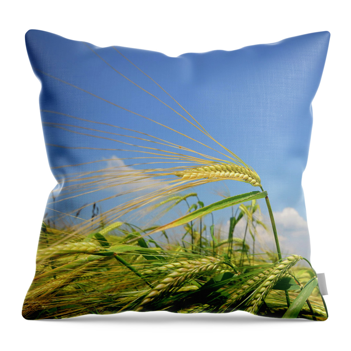 Outdoors Throw Pillow featuring the photograph Wheat Field by Philippe Sainte-laudy Photography