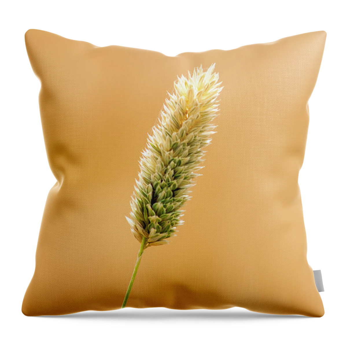 Outdoors Throw Pillow featuring the photograph Wheat Fields In Hala by M.omair