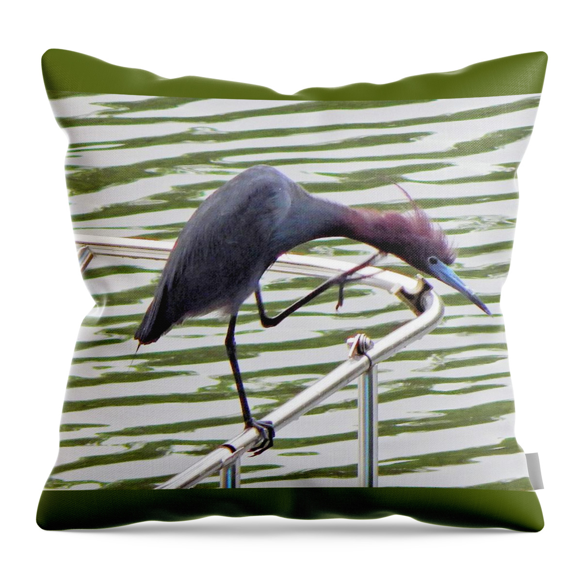 Birds Throw Pillow featuring the photograph Where's My Fish? by Karen Stansberry