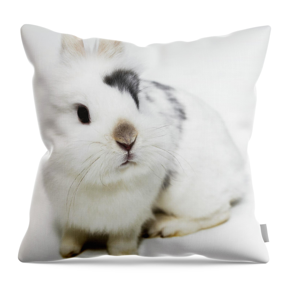 White Background Throw Pillow featuring the photograph White, Black And Brown Rabbit by Michael Blann