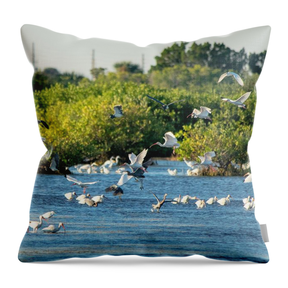 White Ibis Throw Pillow featuring the photograph White Ibis Flock - Merritt Island by Mary Ann Artz
