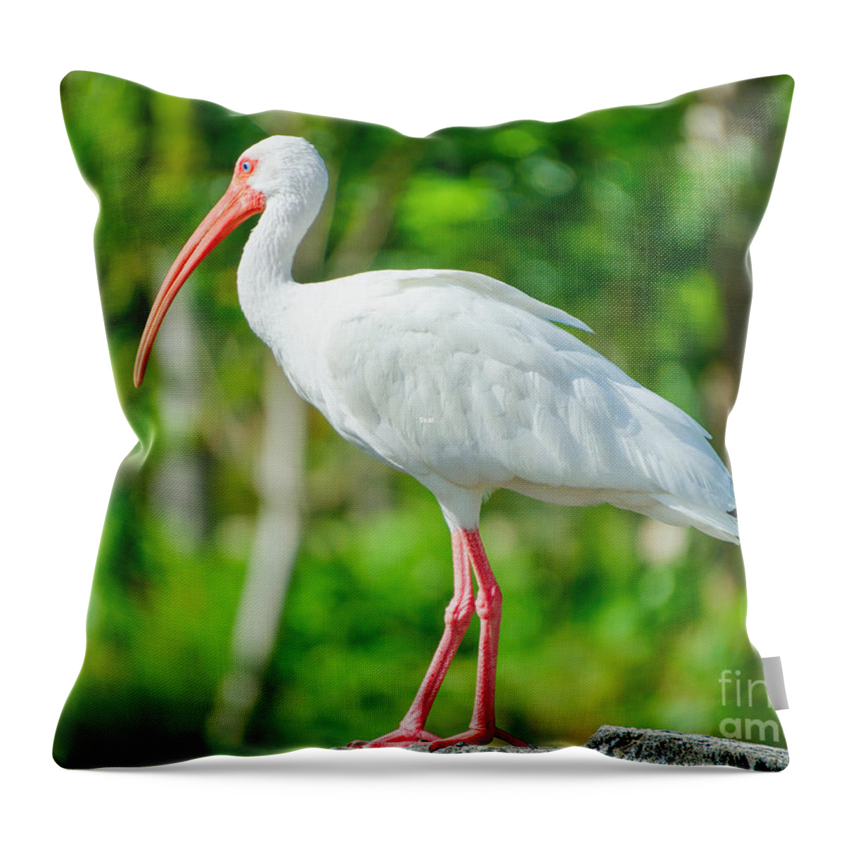 Birds Throw Pillow featuring the photograph White Ibis on the Rocks by Judy Kay