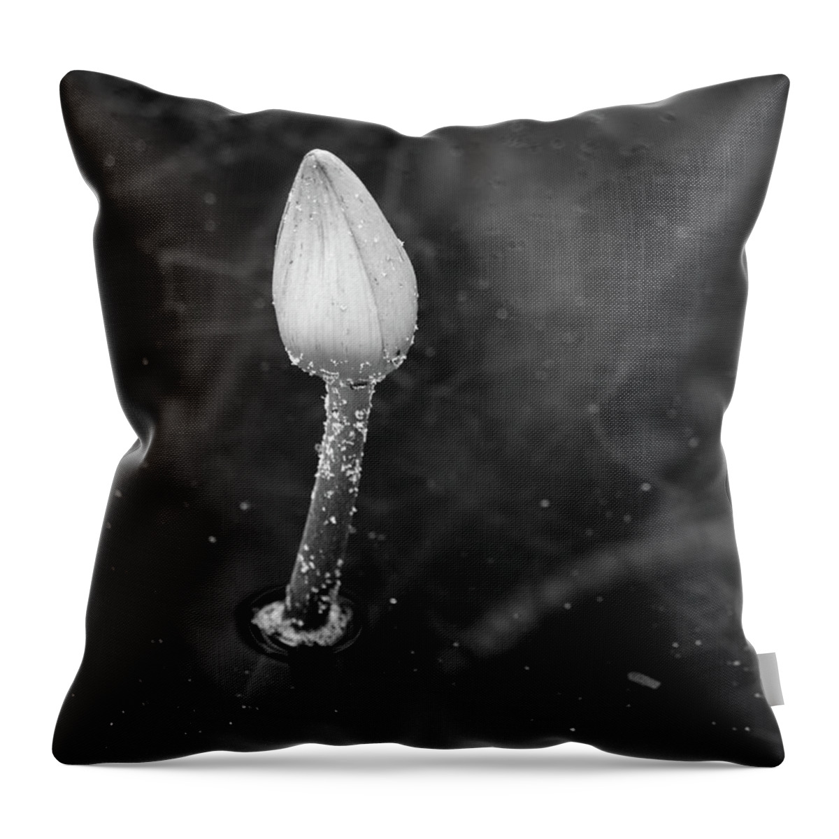 Lotus Throw Pillow featuring the photograph White Lotus Bud by Mary Anne Delgado