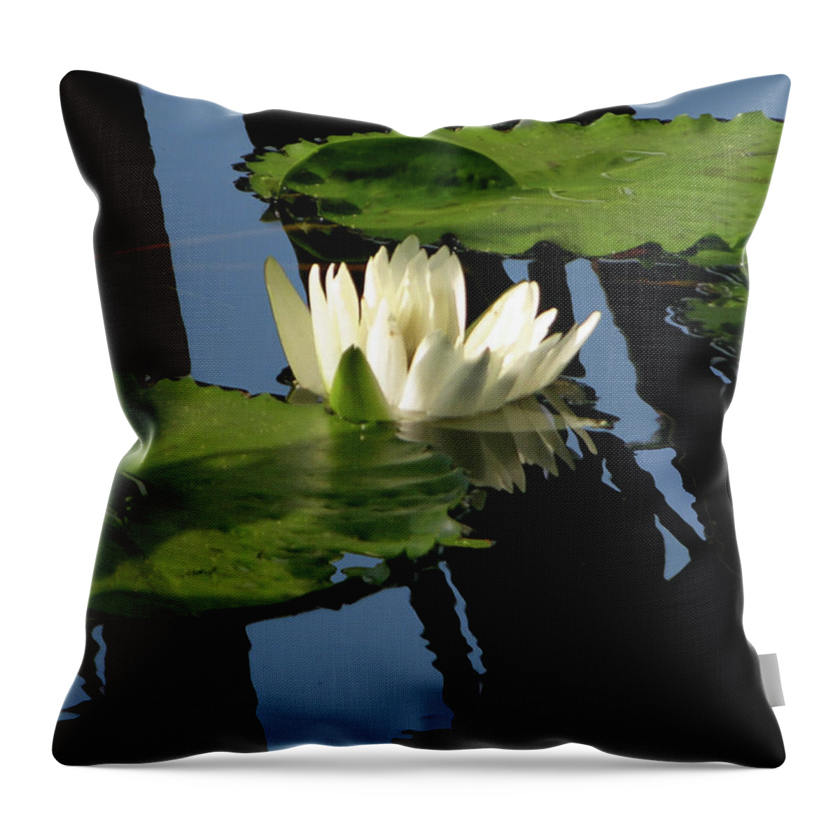 Water Lily Throw Pillow featuring the photograph White on Black by John Lautermilch