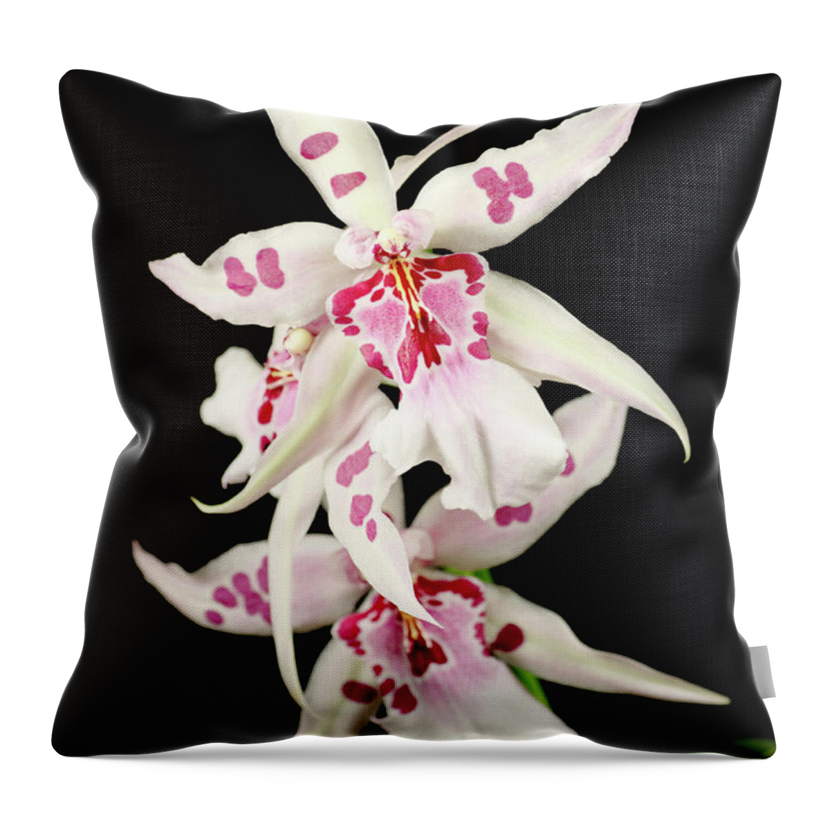 Black Color Throw Pillow featuring the photograph White Orchid Black Background by Imv
