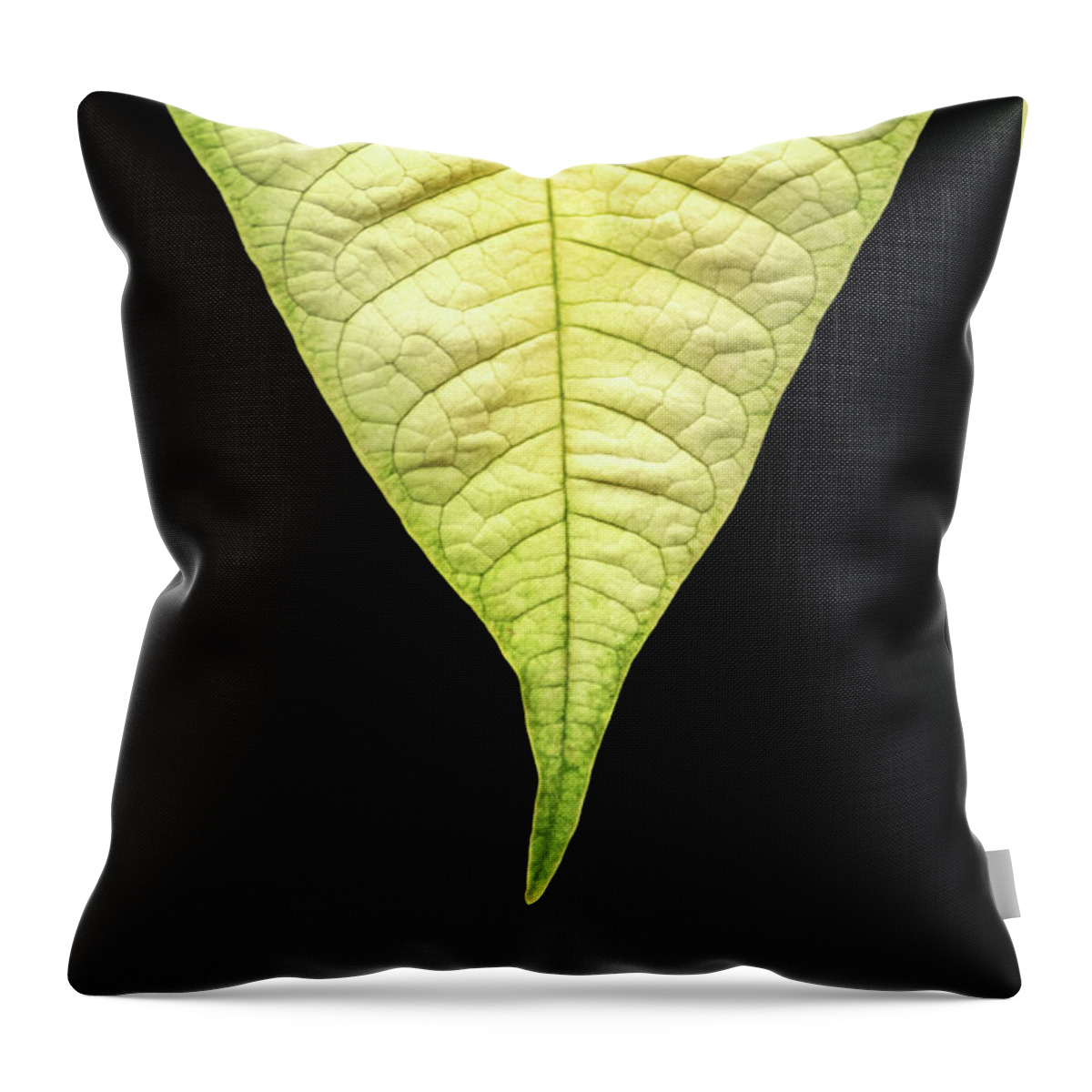 Flower Throw Pillow featuring the photograph White Poinsettia Leaf by Don Johnson