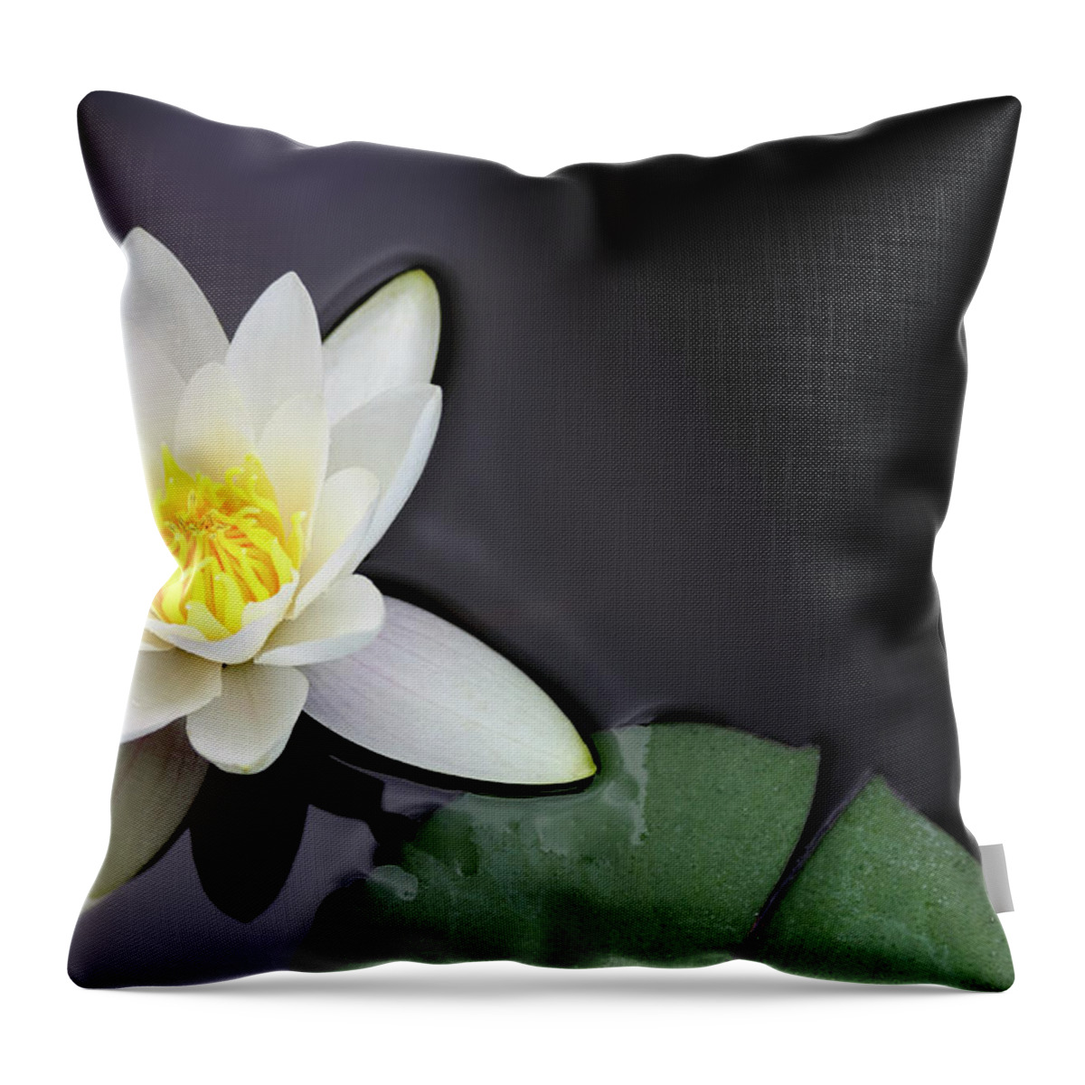 Black Color Throw Pillow featuring the photograph White Water Lily Nymphaea Alba Floating by Seraficus