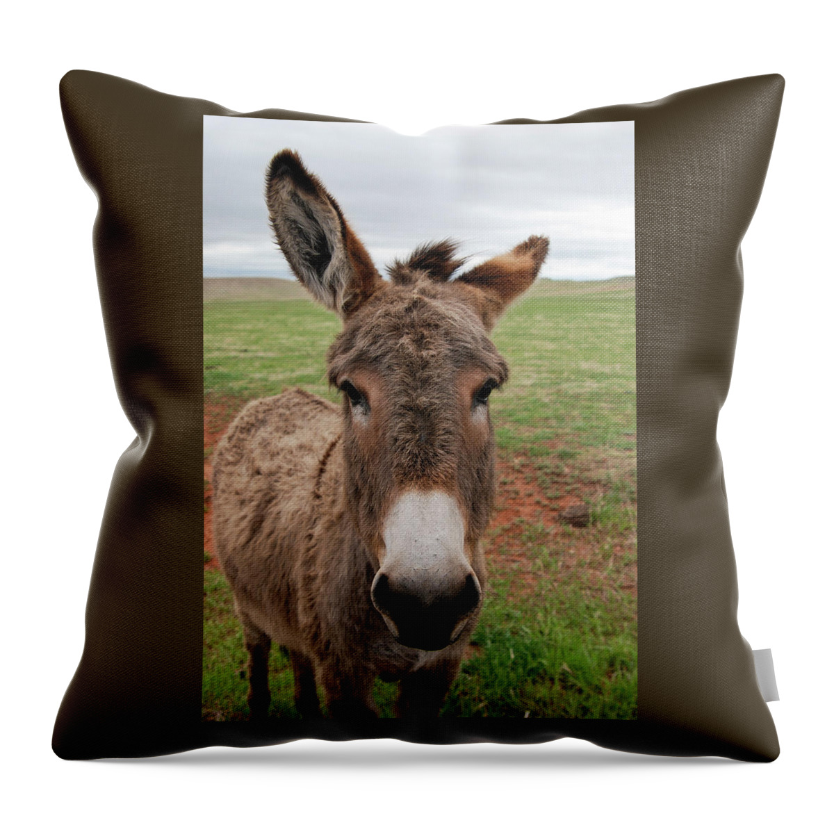 Wild Burro Throw Pillow featuring the photograph Wild Burro by Phyllis Taylor
