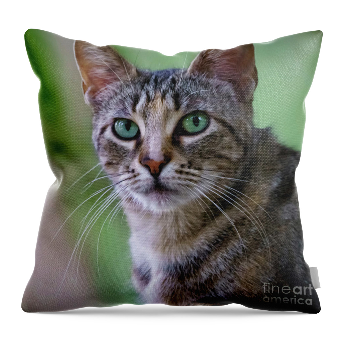 Grass Throw Pillow featuring the photograph Wild Cat Portrait Head On by Pablo Avanzini