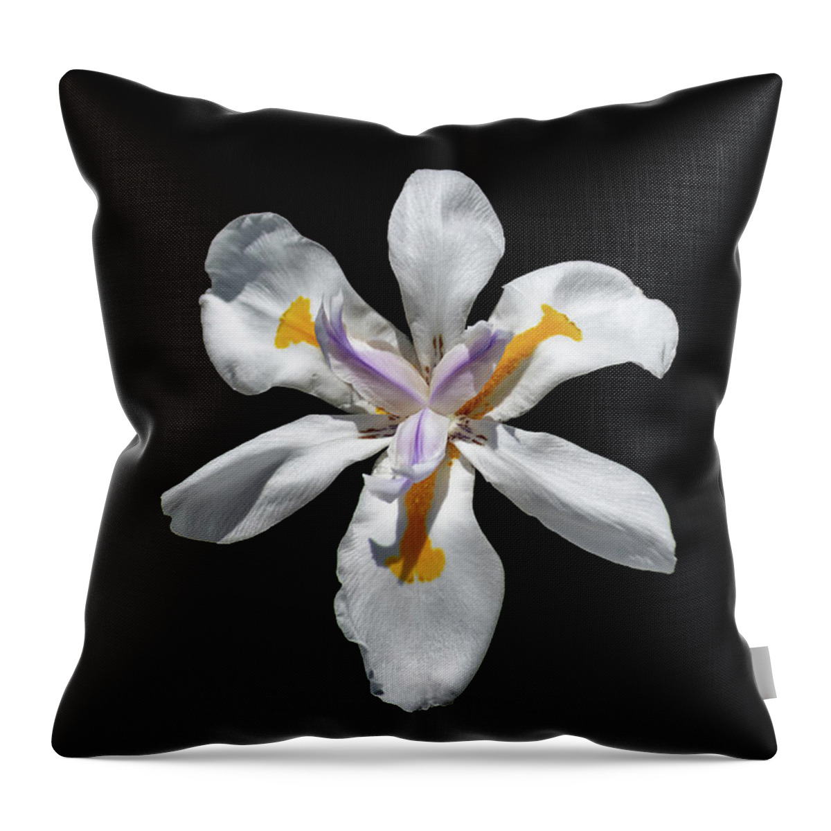 Iris Throw Pillow featuring the photograph Wild Iris on Black by Alison Frank