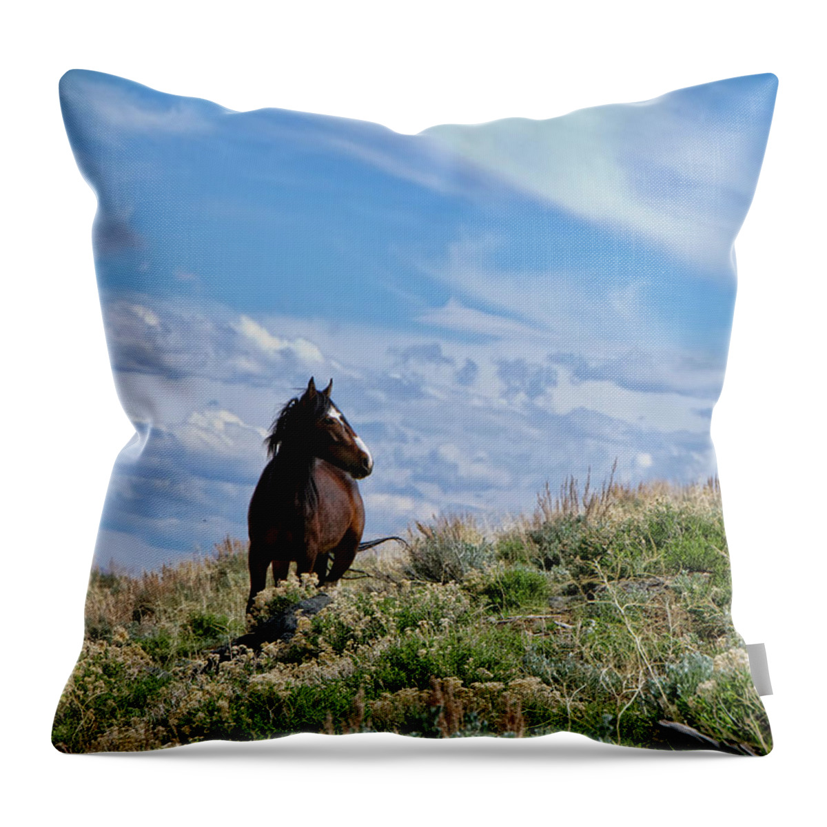 Horse Throw Pillow featuring the photograph Wild Paint Mustang stallion by Waterdancer